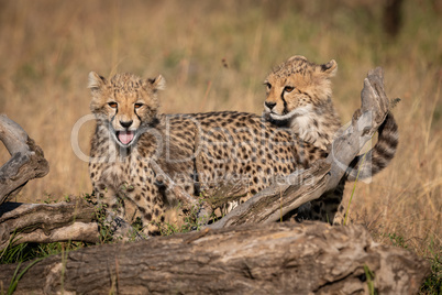 Two cheetah cubs stand behind dead log