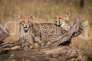 Two cheetah cubs stand behind dead log