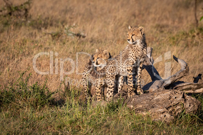 Two cheetah cubs stand on dead log