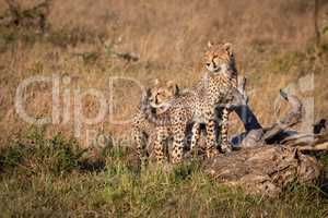 Two cheetah cubs stand on dead log