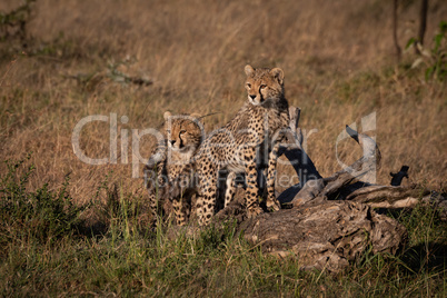 Two cheetah cubs stand on dead branch