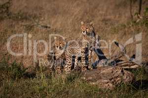 Two cheetah cubs stand on dead branch
