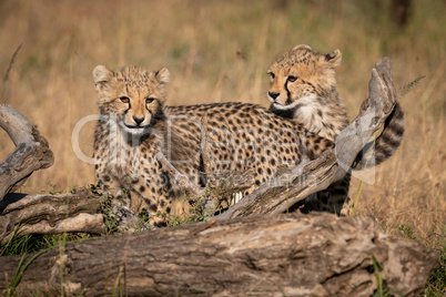 Two cheetah cubs standing behind dead log