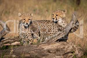 Two cheetah cubs standing behind dead log