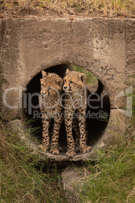 Two cheetah cubs standing in concrete pipe