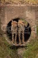 Two cheetah cubs standing in concrete pipe