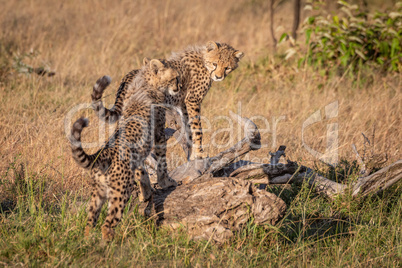 Two cheetah cubs standing on dead log