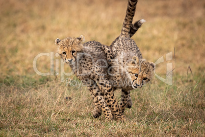 Two cheetah cubs tangled together while running