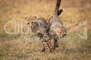 Two cheetah cubs tangled together while running