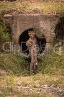 Two cheetah cubs together in concrete pipe