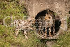 Two cheetah cubs watch another from pipe