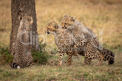 Two cheetah cubs wrestle beside one sitting