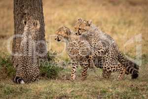 Two cheetah cubs wrestle beside one sitting