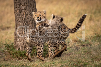 Two cheetah cubs wrestle by tree trunk