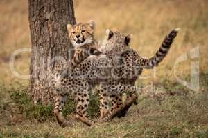 Two cheetah cubs wrestle by tree trunk