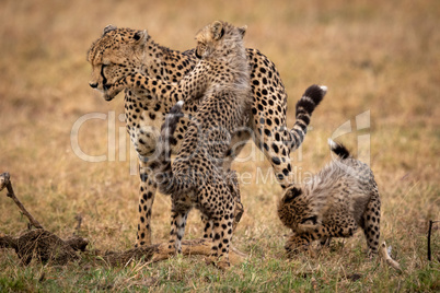 Two cheetah cubs wrestle with their mother
