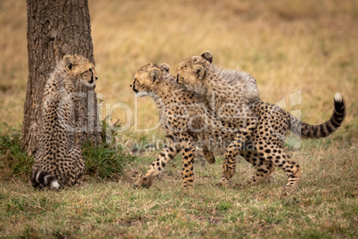 Two cheetah cubs wrestling beside one sitting