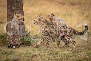 Two cheetah cubs wrestling beside one sitting