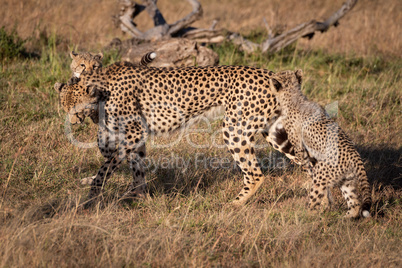 Two cubs jumping on cheetah in grass
