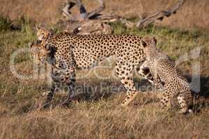 Two cubs jumping on cheetah in grass