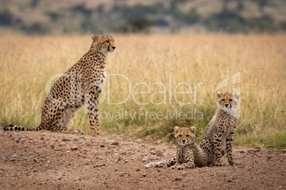 Two cubs on dirt track beside cheetah