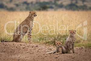 Two cubs on dirt track beside cheetah