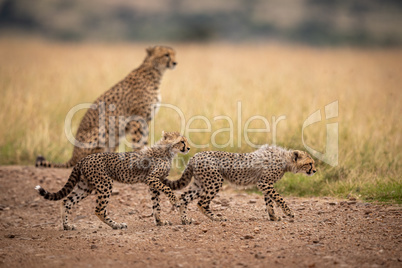 Two cubs on track walking past cheetah