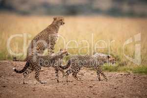 Two cubs on track walking past cheetah