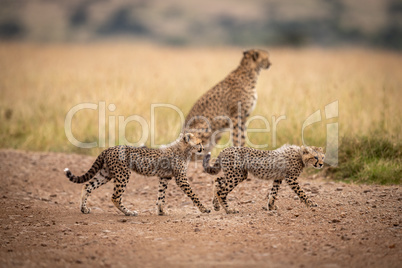 Two cubs walk past cheetah on track