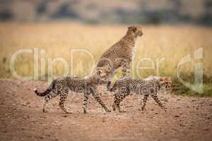 Two cubs walk past cheetah on track