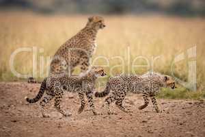 Two cubs walking past cheetah on track