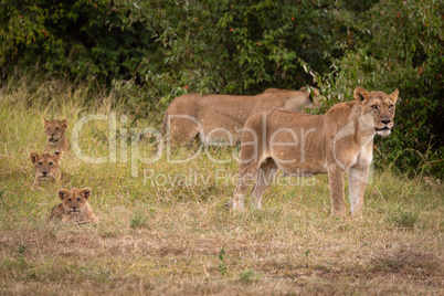 Two lionesses guard three cubs in line