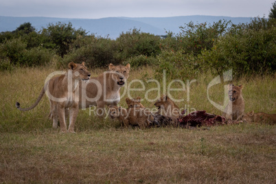 Two lionesses guard wildebeest carcase with cubs