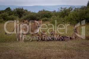 Two lionesses guard wildebeest carcase with cubs