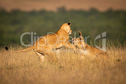 Two lionesses in long grass play fight
