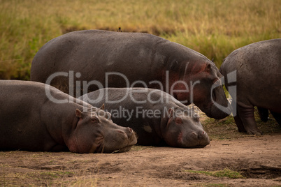 Two hippos standing and two lying down