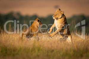 Two lionesses on hind legs play fighting