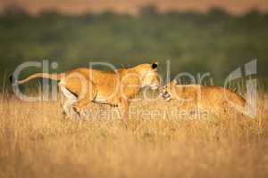 Two lionesses in long grass play fighting
