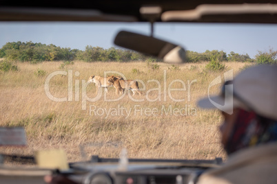 Two lionesses seen through safari truck windscreen