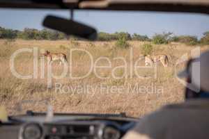 Two lionesses seen through windscreen of truck