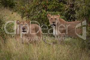 Two lionesses stand in bushes facing camera