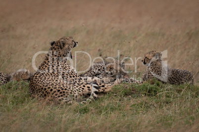 Yawning cheetah lying with cubs in grass