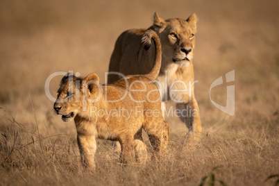 Young male lion crosses grass with lioness