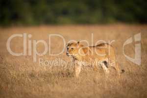 Young male lion walks across dry grass