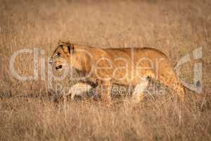 Young male lion in profile crosses savannah