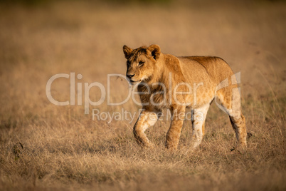 Young male lion walks in golden light