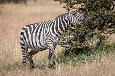 Zebra stretching neck beside bush on savannah
