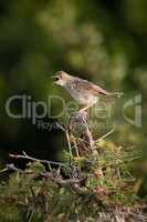 Zitting cisticola opens beak on whistling thorn