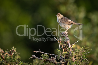 Zitting cisticola perched in whistling thorn tree
