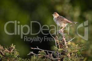 Zitting cisticola perched in whistling thorn tree